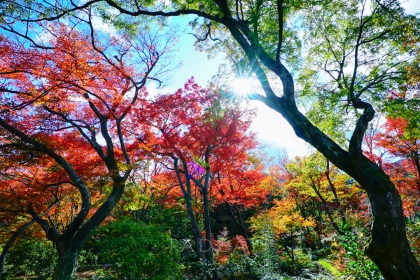 kyoto-temple