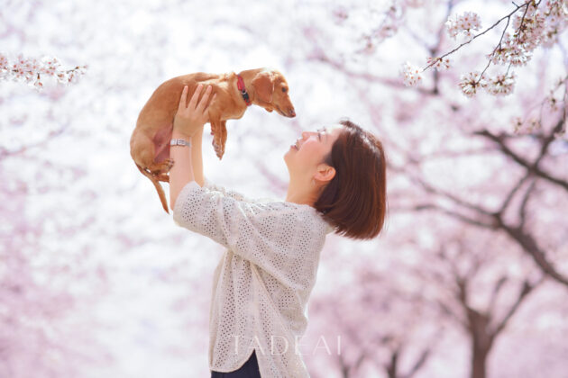 満開の桜の下で愛犬を抱っこする女性