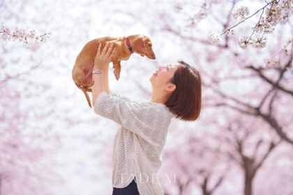 満開の桜の下で愛犬を抱っこする女性