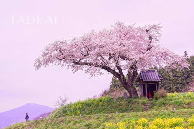 福島県小沢の桜