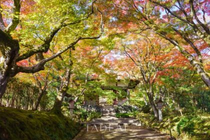 京都小倉山の美しい紅葉