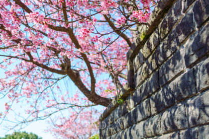 満開の台湾桜