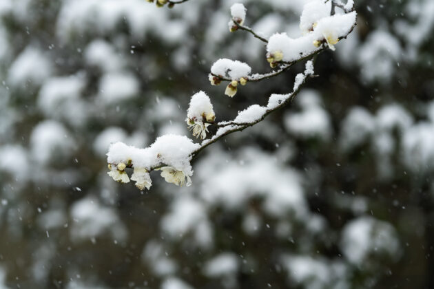 雪持ち梅
