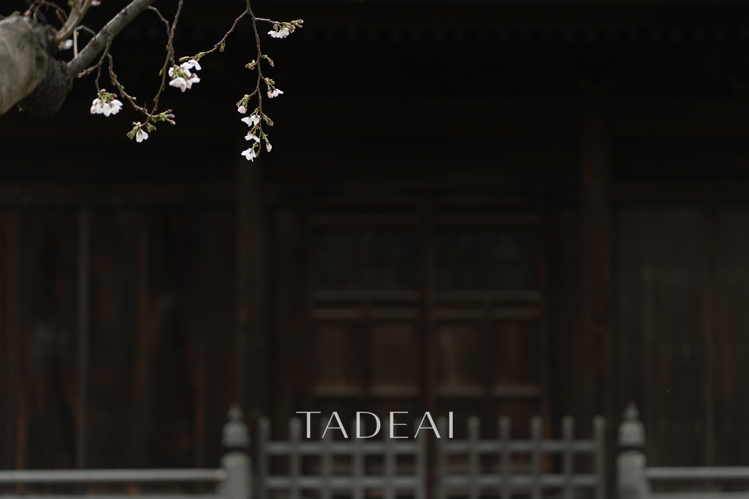 TADEAI