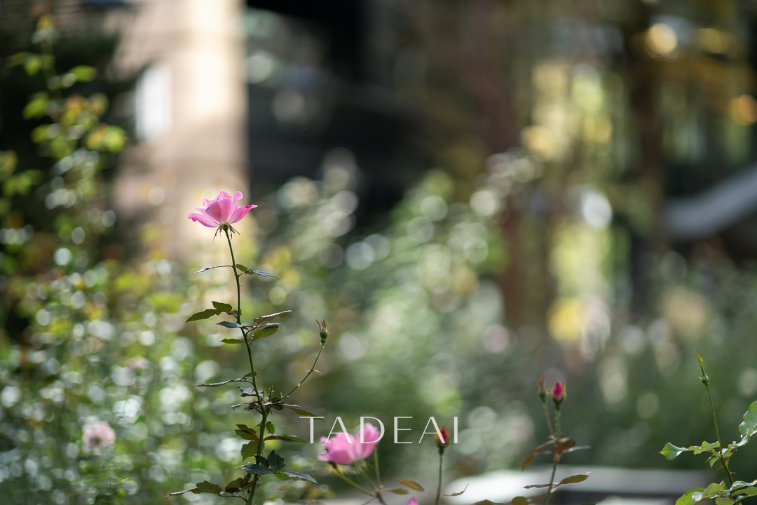 TADEAI