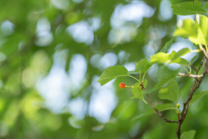 桜が散った後に実っているサクランボ