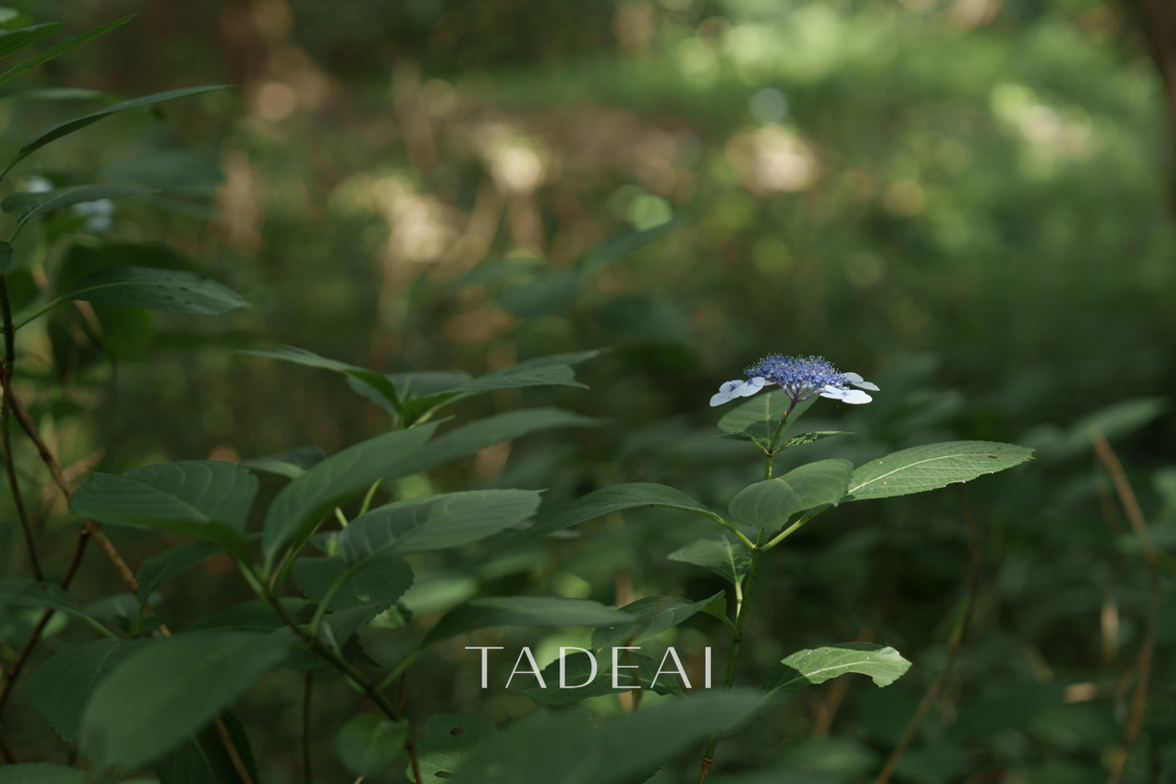 TADEAI